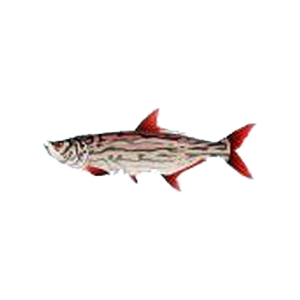 Red Fin Tarpon